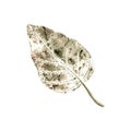 Abstract autumn leaf isolated on white background. Watercolor illustration of fall dried colored imprint for herbarium decoration