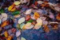 Abstract autumn leafage on water surface Royalty Free Stock Photo