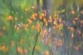 Abstract autumn leaves trees branches water reflection, green and orange colors