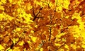 Abstract autumn maple tree background with yellow leaves in sunshine. Royalty Free Stock Photo