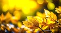 Abstract autumn tree background with yellow leaves in sunshine with bright blurred lights