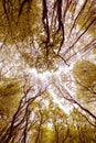 Abstract Autumn Tree Canopy 1 Royalty Free Stock Photo