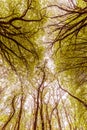 Abstract Autumn Tree Canopy 5 Royalty Free Stock Photo