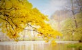 Autumn trees fall foliage background in the forest wood and lake with the morning mood at Autumn season change Royalty Free Stock Photo