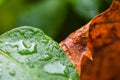 Abstract view of colorful leaves with rain droplets on them. Royalty Free Stock Photo