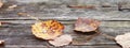 Abstract autumnal backgrounds. Autumn leaves over old wooden background. Fallen leaf on wood at the lake. Late Autumn time. Banner Royalty Free Stock Photo