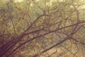 abstract autumnal dreamy image of forest at sunset light Royalty Free Stock Photo