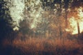 abstract autumnal dreamy image of forest at sunset light. Royalty Free Stock Photo