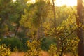 abstract autumnal dreamy image of forest at sunset light