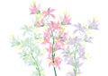 abstract Azalea flowers on white background for background