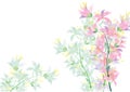 Abstract Azalea flowers on white background for background