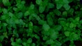 Abstract background of above view of mint tree. Royalty Free Stock Photo