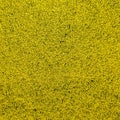 Abstract Background from an aerial photo of a yellow blooming canola field at a height of 100 meters Royalty Free Stock Photo