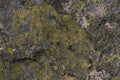 Abstract background of alpine lichens Royalty Free Stock Photo