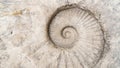 Abstract background with ancient prehistoric ammonite fossils. Fossil spiral mollusk close-up. Concept of archaeological