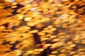 Abstract background of autumn leaves Royalty Free Stock Photo