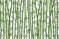 Abstract background - bamboo forest. Green drawing of bamboo stalks on white background. Vector illustration