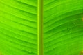 Abstract background of banana leaf texture blur Royalty Free Stock Photo