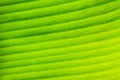 Abstract background of banana leaf texture blur Royalty Free Stock Photo