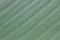 Abstract background of banana leaf texture blur Royalty Free Stock Photo