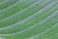 Abstract background of banana leaf texture blur Royalty Free Stock Photo