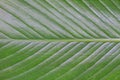 Abstract background of banana leaf texture blur Royalty Free Stock Photo