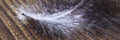 Abstract background. Banner feather bird close-up on a wooden background. Copy Space. Wallpapers for the work table or for the Royalty Free Stock Photo