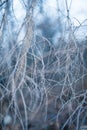Abstract background bare birch branches close up