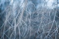 Abstract background bare birch branches