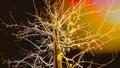 Abstract background with bare tree decorated with CHristmas lights at night. COlor toning and lens flare glow. Vintage Royalty Free Stock Photo