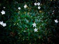 An abstract background of beautiful and calming white flowers & x28;Jasmine& x29; surrounded by the green leaves or foliage Royalty Free Stock Photo