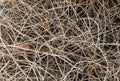 Abstract background beige dry branches bush interlaced