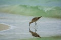 Abstract background of bird in ocean