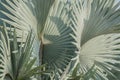 Abstract background of Bismarck palm leaf.