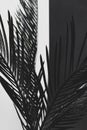 Abstract background of black painted cycad leaves