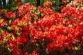 Abstract background of blooming rhododendron of red color.