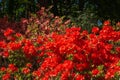 Abstract background of blooming rhododendron of red color.