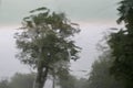 Abstract background of blurred trees and greenery visible as silhouettes through glass, flooded with streams and drops of rain.