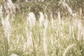 Abstract background blurted and flower grass, field sunlight and