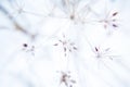 Abstract background with branches of dry meadow flowers and dandelion.