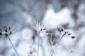 Abstract background with branches of dry meadow flowers and dandelion.