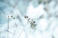 Abstract background with branches of dry meadow flowers and dandelion.