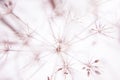 Abstract background with branches of dry meadow flowers and dandelion.