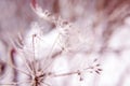 Abstract background with branches of dry meadow flowers and dandelion.