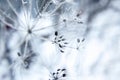 Abstract background with branches of dry meadow flowers and dandelion.