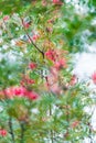 Pink Grevillea Flower Abstract Background Royalty Free Stock Photo