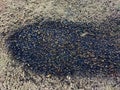 Abstract background with brown and gray asphalt and black spot of bitumen. Texture, frame, copy space and place for text Royalty Free Stock Photo