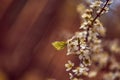 Abstract background in brown tones. Blurry white flowers and a yellow butterfly. Selective focus