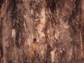 Abstract background, brown wood texture, brown background, empty template. Royalty Free Stock Photo