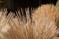 Abstract for background of Bulrushes Lepironia Articulata using as material for handicraft products, basket, bag, Thale Noi,